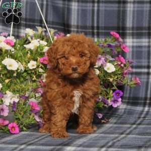 Zelda, Toy Poodle Puppy